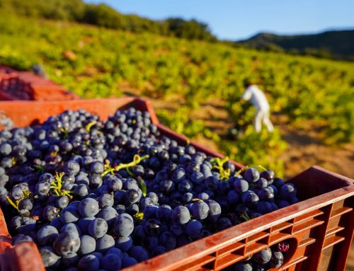 Bodegas San Valero cierra una vendimia 2025 de gran calidad y menor producción, consolidando su liderazgo en la D.O. Cariñena