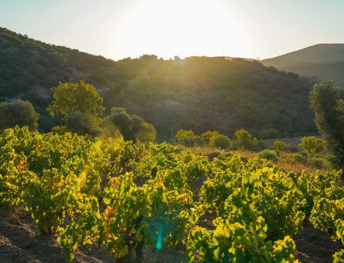 Bodegas San Valero inicia la vendimia 2026 con uva Chardonnay y una previsión de cosecha un 10% superior a la del año pasado